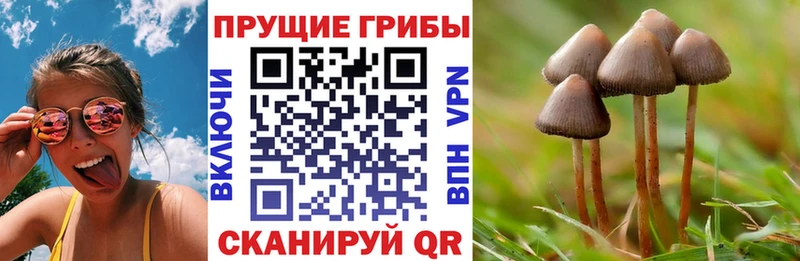 Псилоцибиновые грибы Psilocybine cubensis  mega ТОР  Миллерово  где купить наркоту 